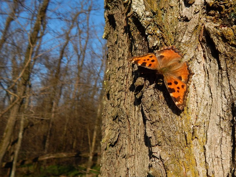 23.02.14 Parco del Ticino